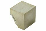 Bargain, Shiny, Natural Pyrite Cube - Navajun, Spain #118312-1